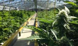 Medical Marijuana Growers