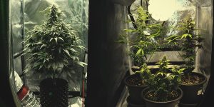 Marijuana Kits