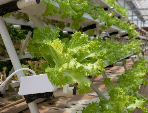 Want a Thriving Hydroponics Crop? Here’s How