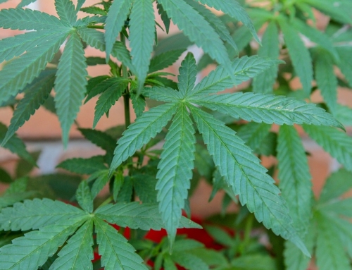 The Importance of Proper Climate Control in Cannabis Cultivation