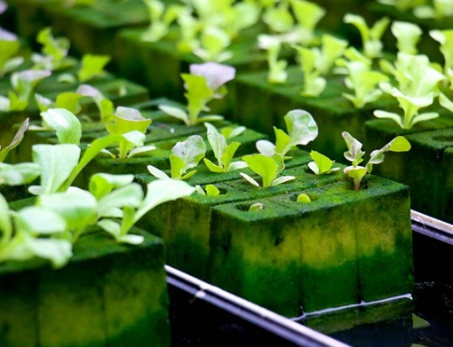 Innovations in Hydroponics: A Deep Dive Into Emerging Technologies