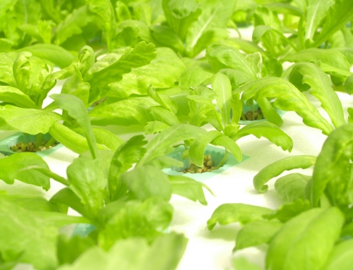Maximizing Crop Yield: Nutrient Management in Hydroponic Cultivation